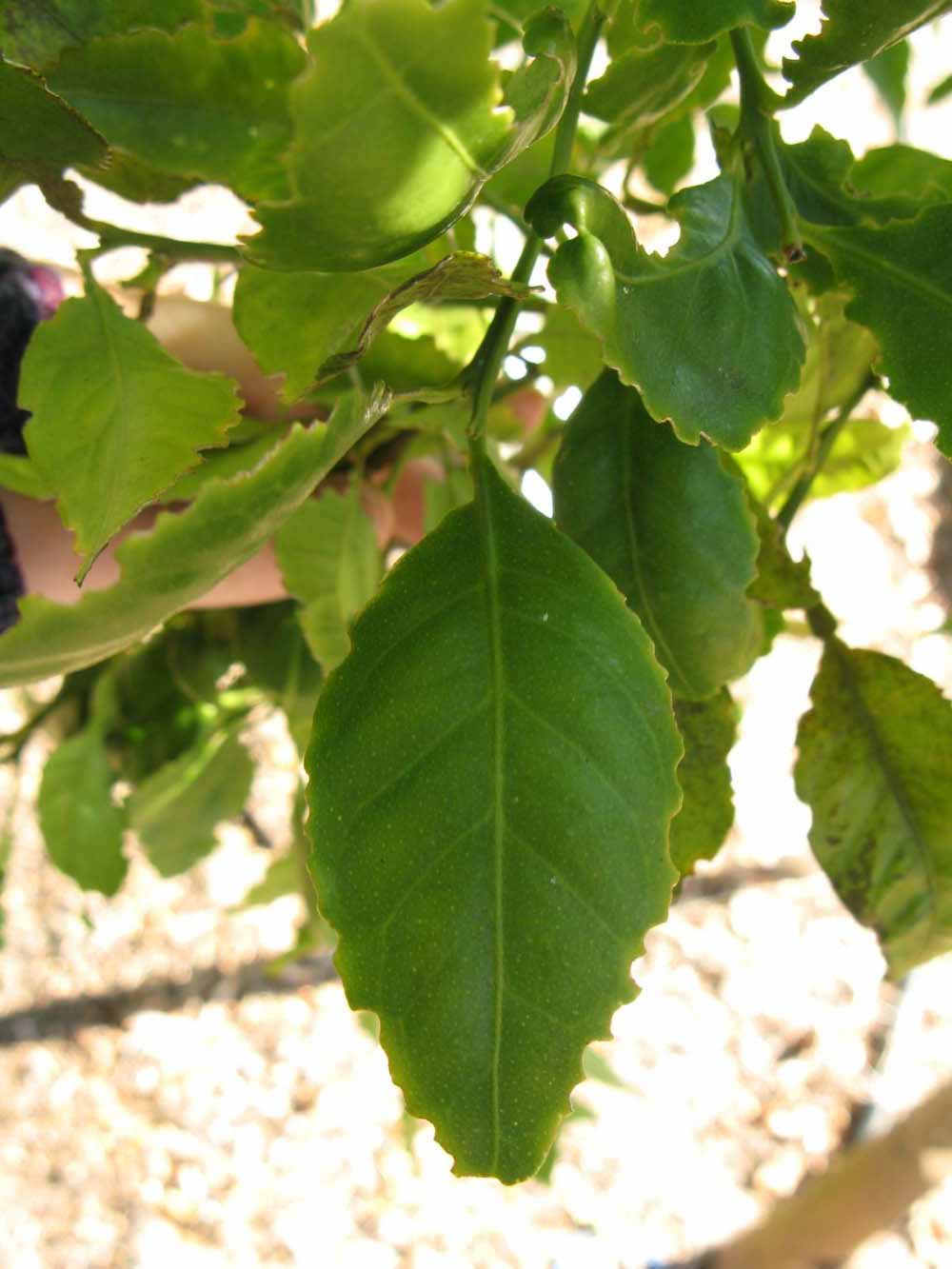            Shade leaves (Winter Haven, FL)   